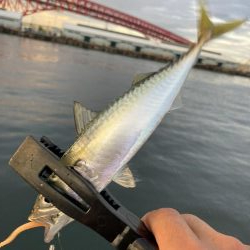 サバとカタクチイワシ