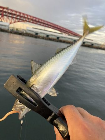 サバとカタクチイワシ