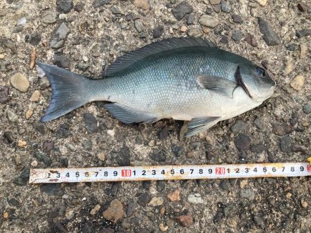 蚊がえげつない