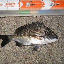 久しぶりのチヌ