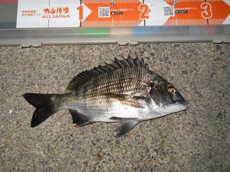 久しぶりのチヌ