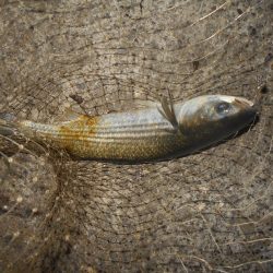 シーバス狙いでしたが…