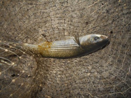 シーバス狙いでしたが…