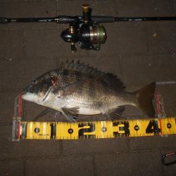 チヌには岸壁ノックでオケ