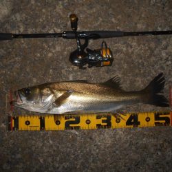 まだまだ低活性か？