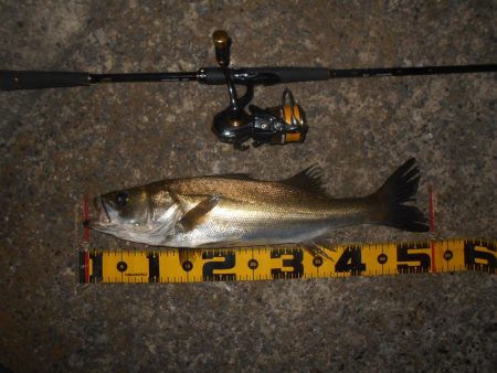 まだまだ低活性か？