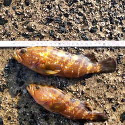 今年初アコウ連続ヒット！