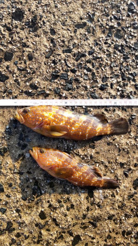 今年初アコウ連続ヒット！