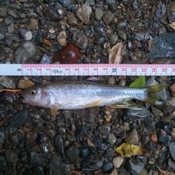 カワムツのポイント新規開拓！