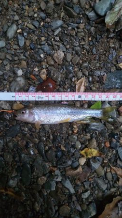 カワムツのポイント新規開拓！