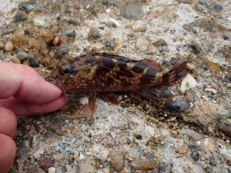 初場所で穴釣り