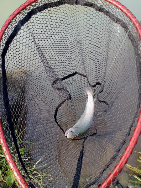 フィッシングフィールド中津川で管釣り