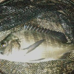 雨のやみ間に護岸際で