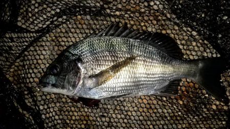 ストラクチャー際でステイ