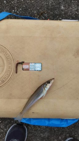 久しぶりの淡路島釣行