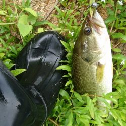 お昼間前に50UPをゲット!