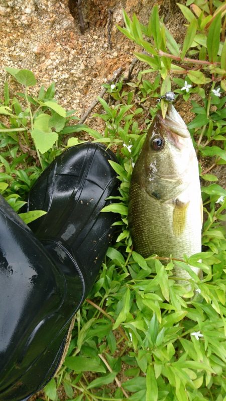 お昼間前に50UPをゲット!