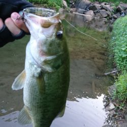 おかっぱリで数釣り！！