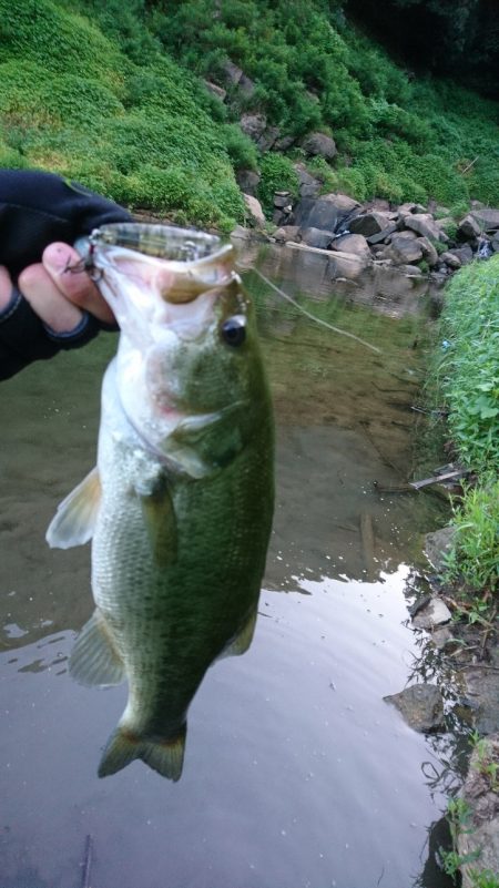 おかっぱリで数釣り！！