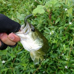 ソフト系ルアーで足元のボトム狙い