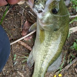 雨上がりの釣行