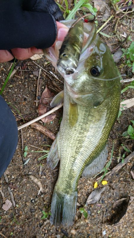 雨上がりの釣行