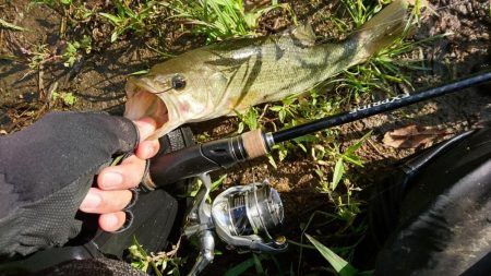 午前中のサイトフィッシング