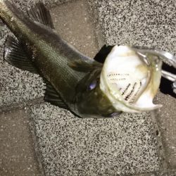 生きた魚には勝てません