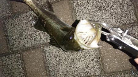 生きた魚には勝てません