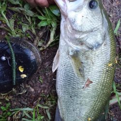 ランガンで計13匹