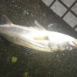 イナッコ達の帰宅