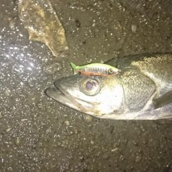 雨・濁り・大潮