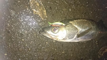 雨・濁り・大潮