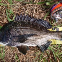 朝のテトラ前打ち