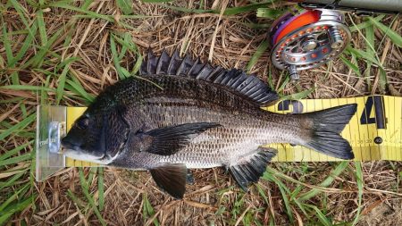 朝のテトラ前打ち