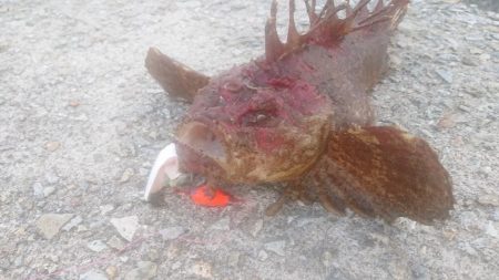 ブラクリ仕掛けで高級魚！