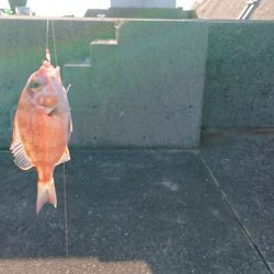 垂水一文字で探り釣りとサビキ釣り