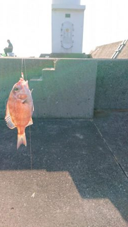 垂水一文字で探り釣りとサビキ釣り