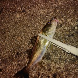 ロックフィッシュ