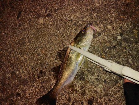 ロックフィッシュ