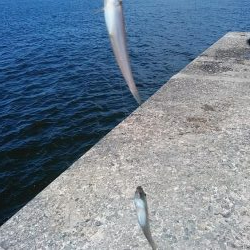 播磨新島のキス調査