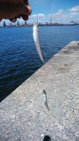 播磨新島のキス調査