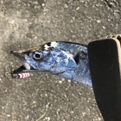 朝マズメの太刀魚釣り