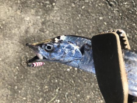 朝マズメの太刀魚釣り