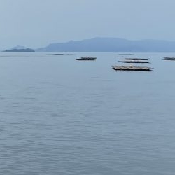 17センチアイナメ