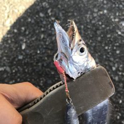 朝マズメの太刀魚釣り