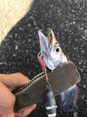 朝マズメの太刀魚釣り