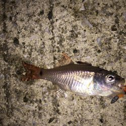 墓参りアジング