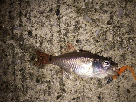 墓参りアジング