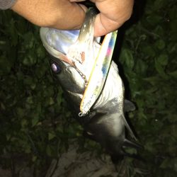 河川のスズキが高活性です